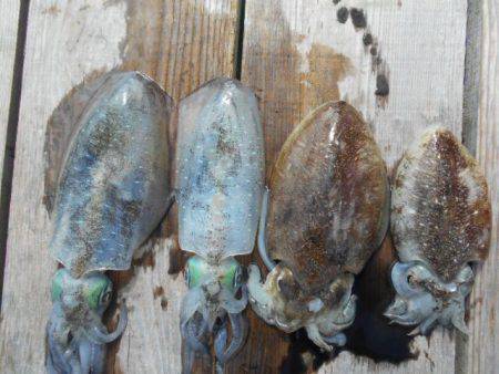 こかわ渡船　雅丸 釣果