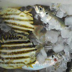 こかわ渡船　雅丸 釣果