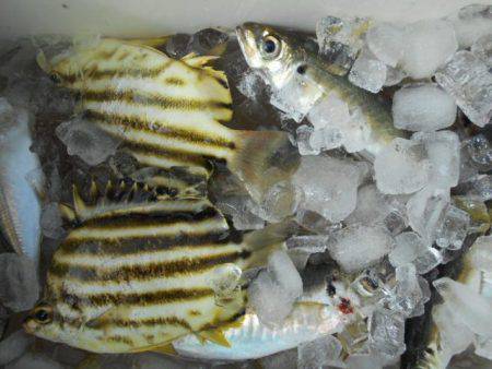 こかわ渡船　雅丸 釣果