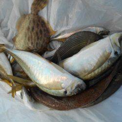 こかわ渡船　雅丸 釣果