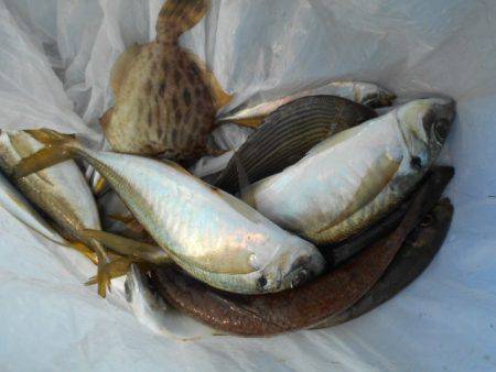 こかわ渡船　雅丸 釣果