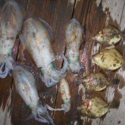 こかわ渡船　雅丸 釣果