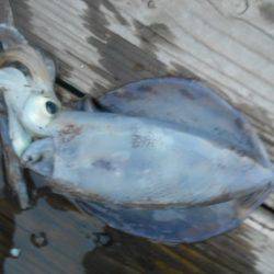 こかわ渡船　雅丸 釣果