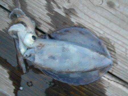 こかわ渡船　雅丸 釣果