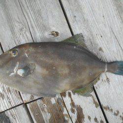 こかわ渡船　雅丸 釣果