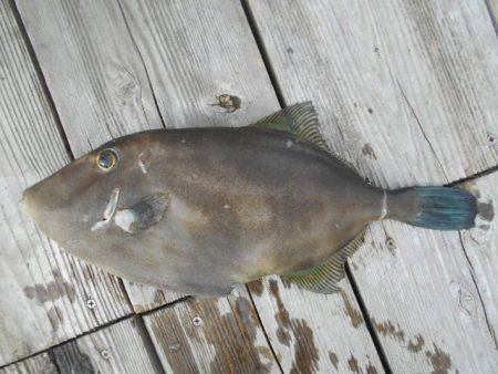 こかわ渡船　雅丸 釣果