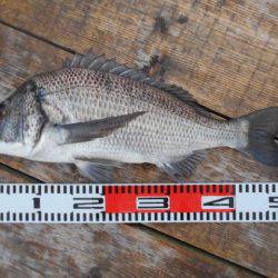 こかわ渡船　雅丸 釣果