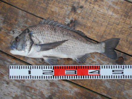 こかわ渡船　雅丸 釣果