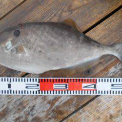 こかわ渡船　雅丸 釣果