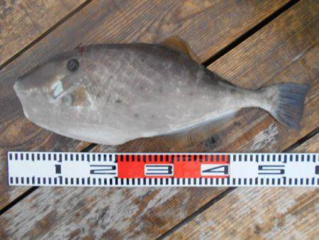 こかわ渡船　雅丸 釣果