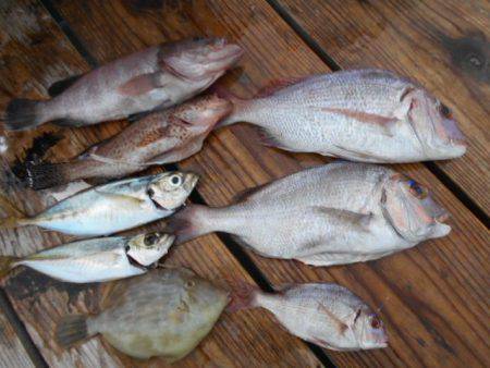 こかわ渡船　雅丸 釣果