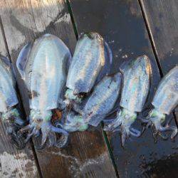 こかわ渡船　雅丸 釣果