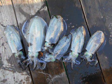 こかわ渡船　雅丸 釣果