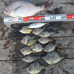 こかわ渡船　雅丸 釣果