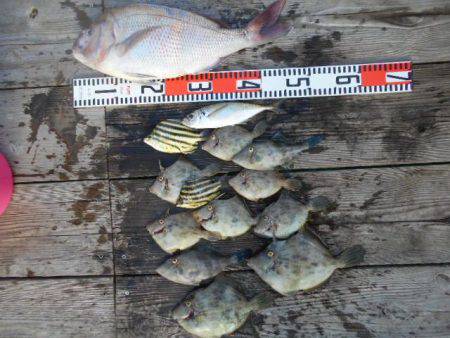 こかわ渡船　雅丸 釣果