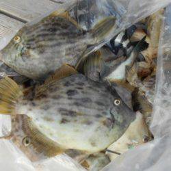 こかわ渡船　雅丸 釣果