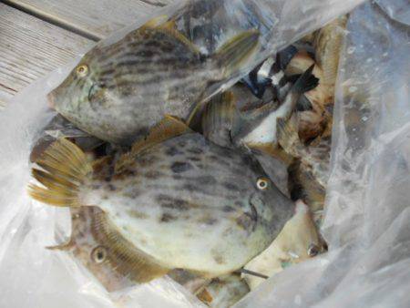 こかわ渡船　雅丸 釣果