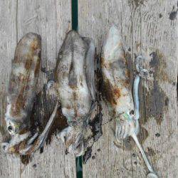 こかわ渡船　雅丸 釣果