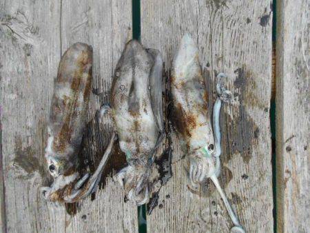 こかわ渡船　雅丸 釣果