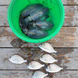 こかわ渡船　雅丸 釣果