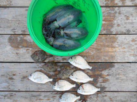こかわ渡船　雅丸 釣果