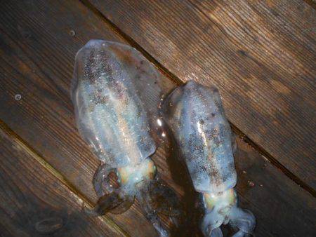 こかわ渡船　雅丸 釣果