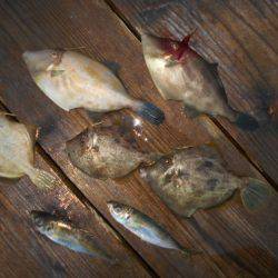 こかわ渡船　雅丸 釣果