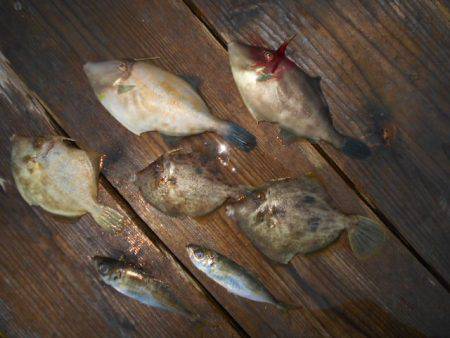 こかわ渡船　雅丸 釣果