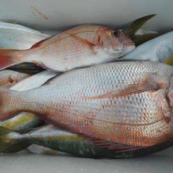 大進丸（愛知） 釣果