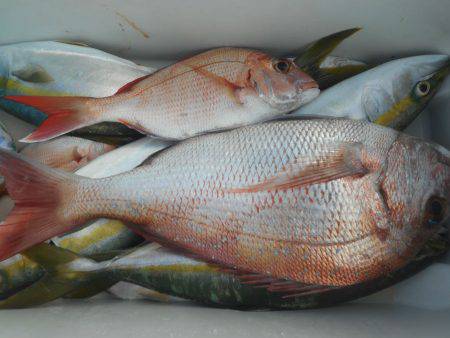 大進丸（愛知） 釣果