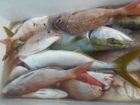 大進丸（愛知） 釣果