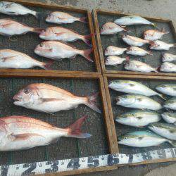 大進丸（愛知） 釣果