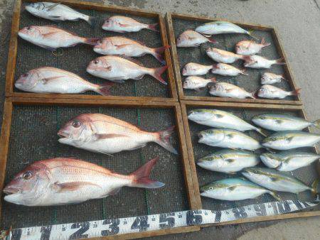 大進丸（愛知） 釣果