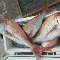 大進丸（愛知） 釣果