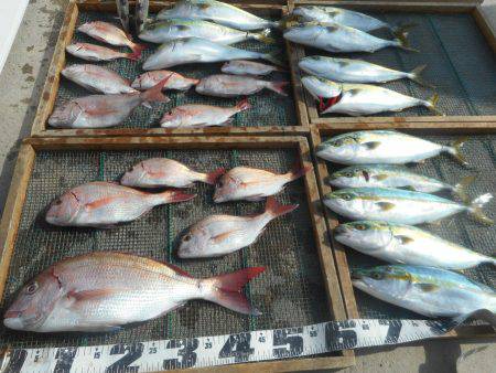 大進丸（愛知） 釣果