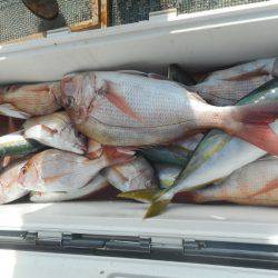 大進丸（愛知） 釣果