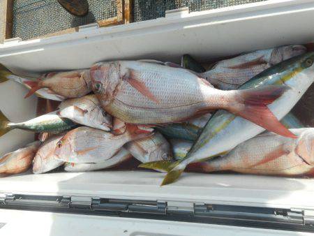 大進丸（愛知） 釣果