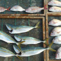 大進丸（愛知） 釣果