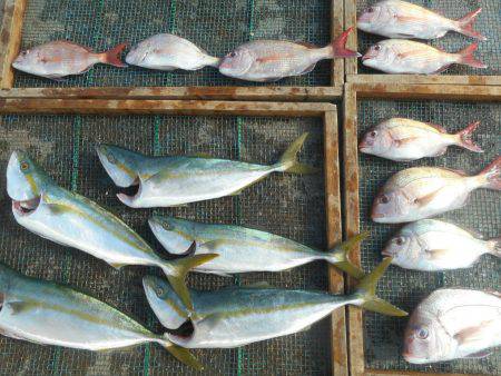 大進丸（愛知） 釣果