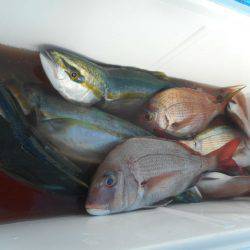 大進丸（愛知） 釣果