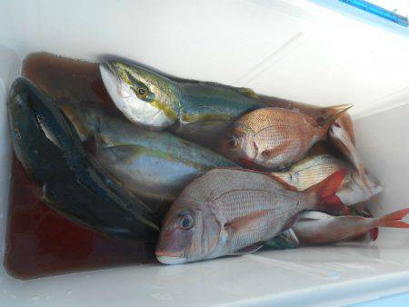 大進丸（愛知） 釣果