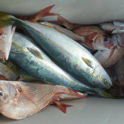 大進丸（愛知） 釣果