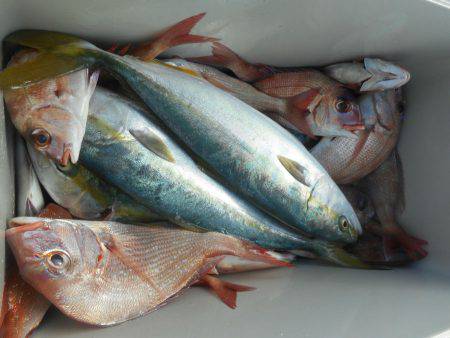 大進丸（愛知） 釣果