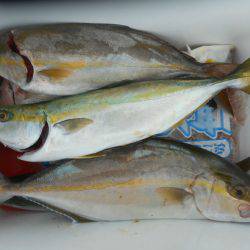 大進丸(愛知) 釣果