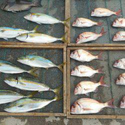 大進丸（愛知） 釣果