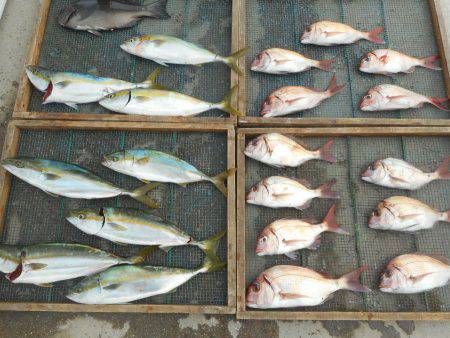 大進丸（愛知） 釣果