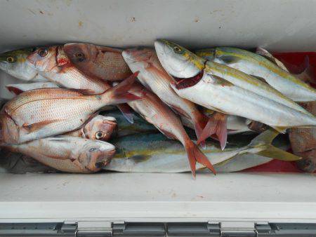 大進丸（愛知） 釣果