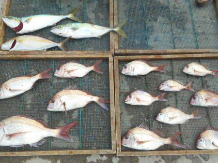 大進丸（愛知） 釣果