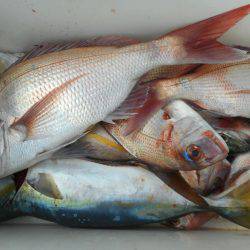 大進丸（愛知） 釣果