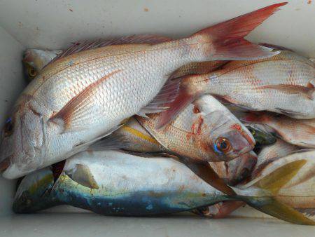 大進丸（愛知） 釣果